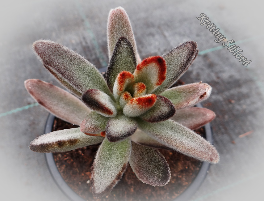 Kalanchoe tomentosa