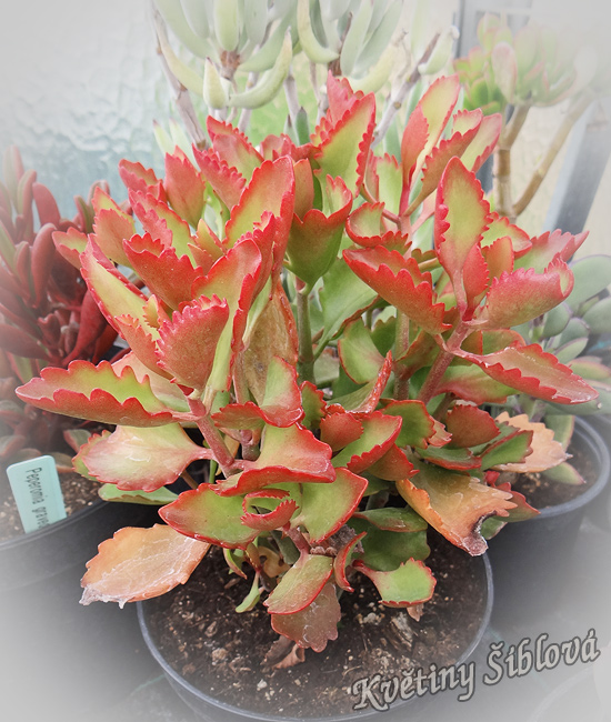 Kalanchoe sexangularis