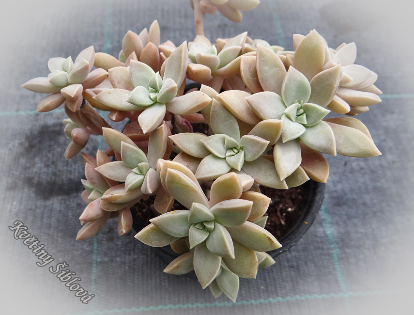 Graptopetalum paraguayense