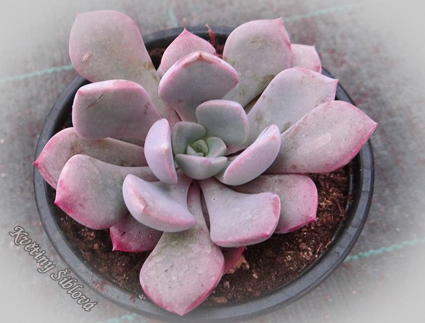 Graptoveria 'Debbie'