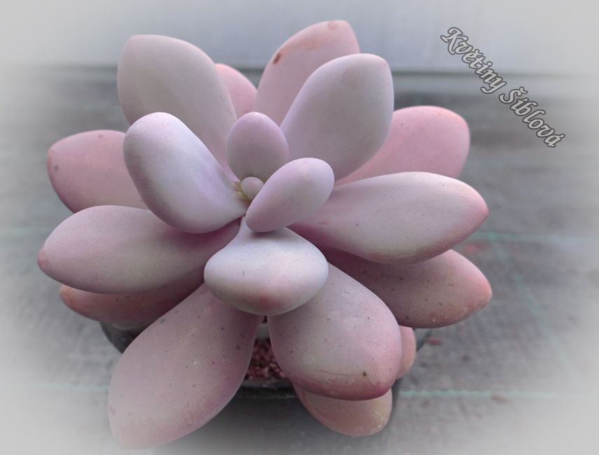 Graptopetalum amethystinum