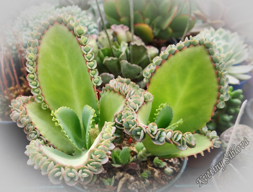 Kalanchoe laetivirens
