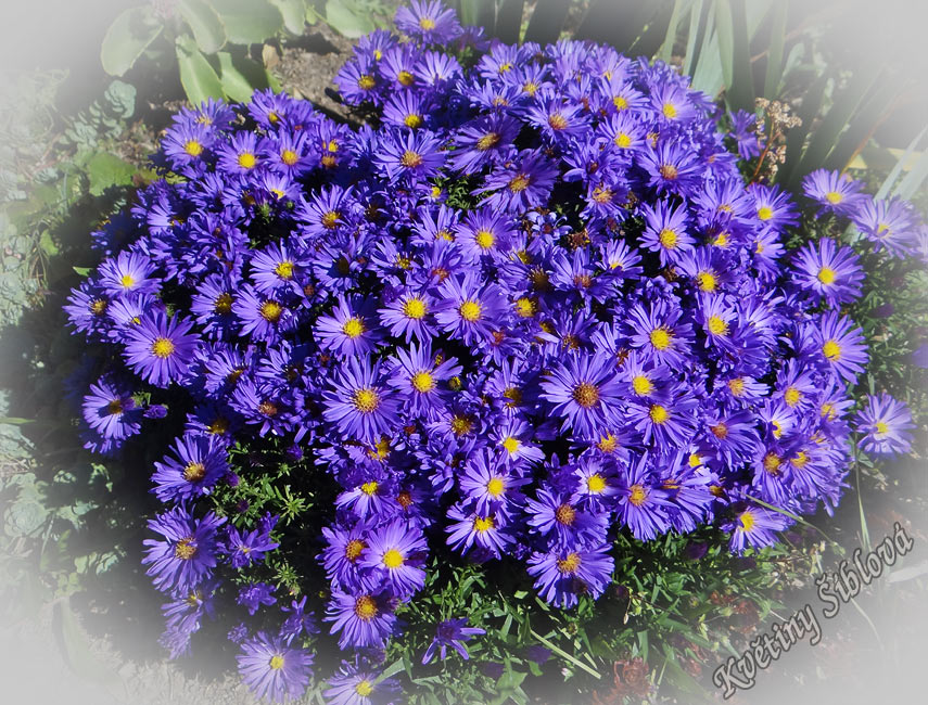 Aster dumosus 'Augenweide'