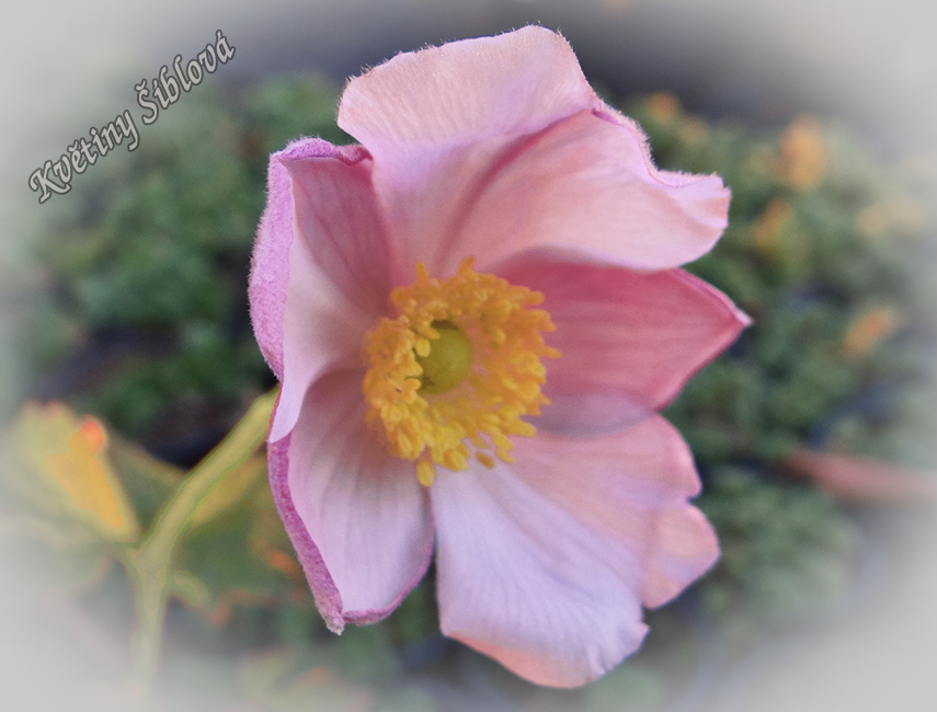 Anemone hupehensis 'Rose beauty'