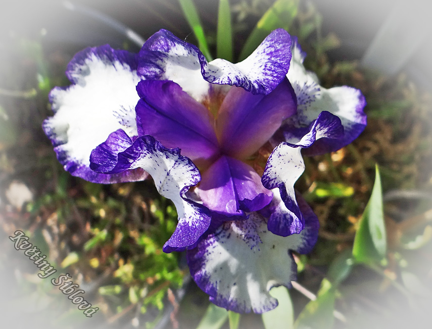 Iris Starbaby (SDB)