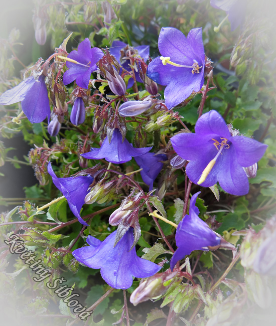 Campanula raddeana