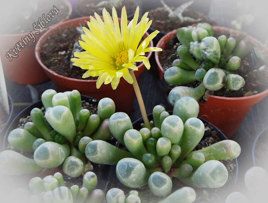 Fenestraria rhopalophylla ssp. aurantiaca