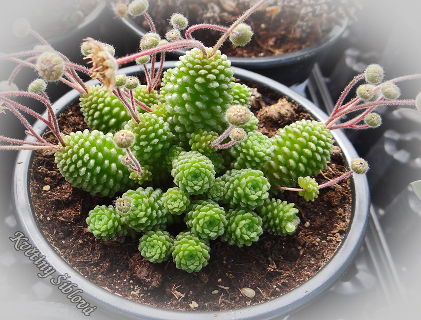 Monanthes polyphylla