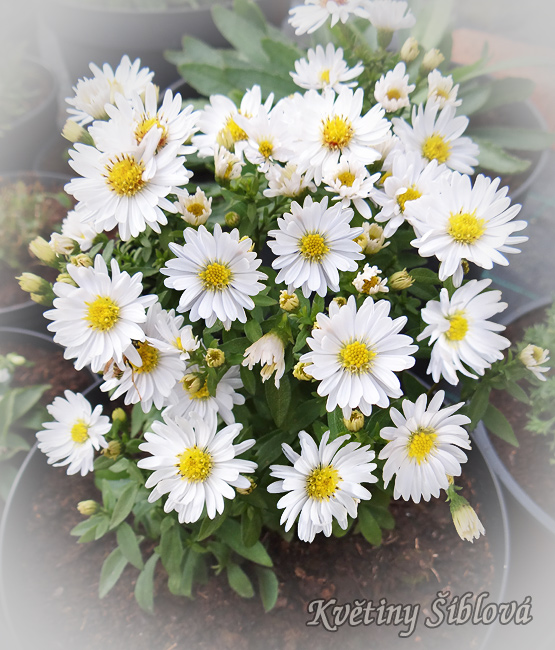 Aster dumosus 'Schneekissen'