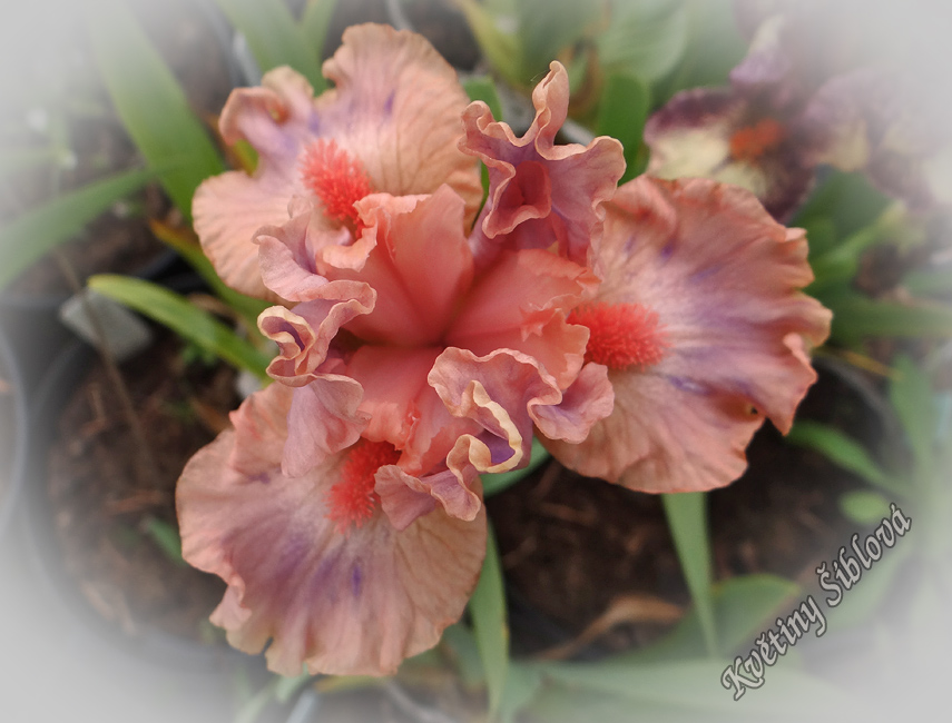 Iris 'Lovable Pink' (SDB)