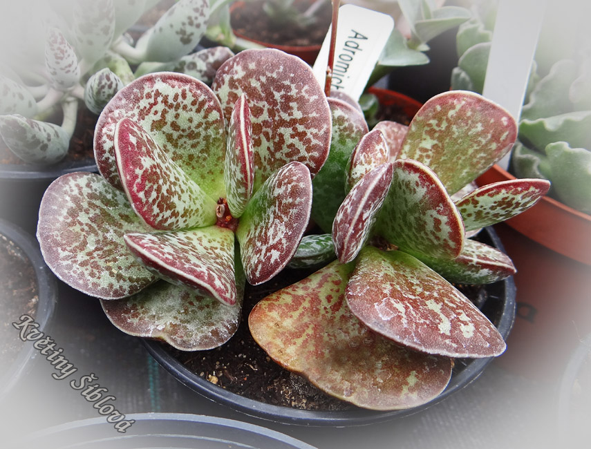 Adromischus trigynus