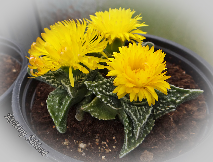 Faucaria tigrina  sp.