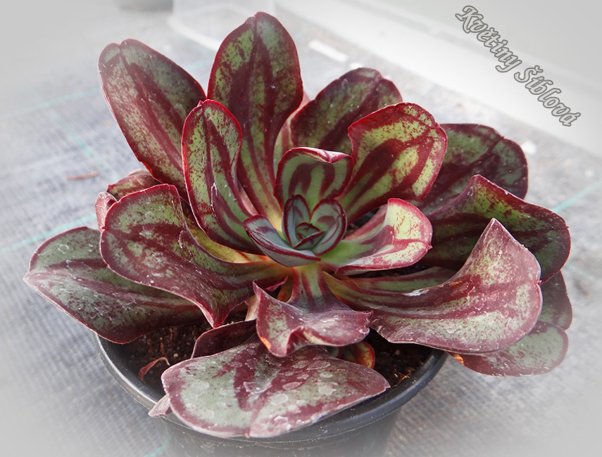 Echeveria nodulosa