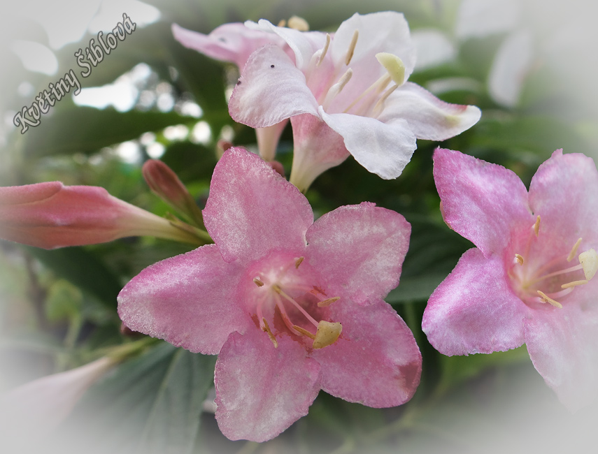 Weigela florida