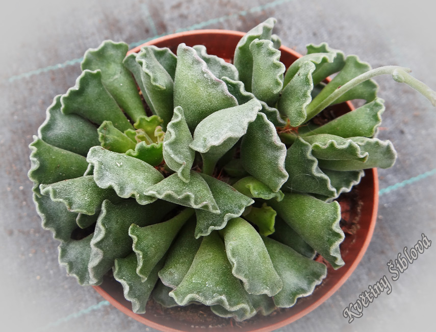 Adromischus cristatus