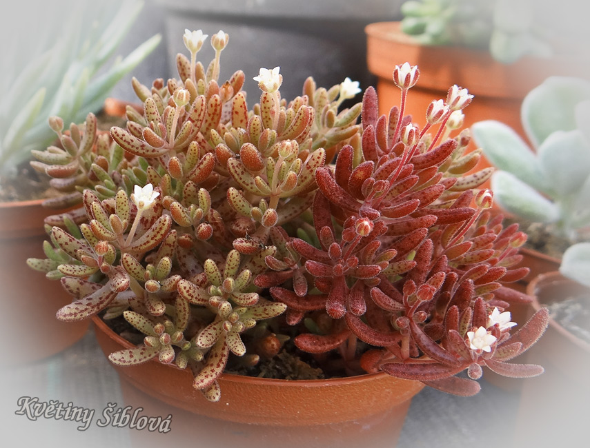 Crassula humbertii