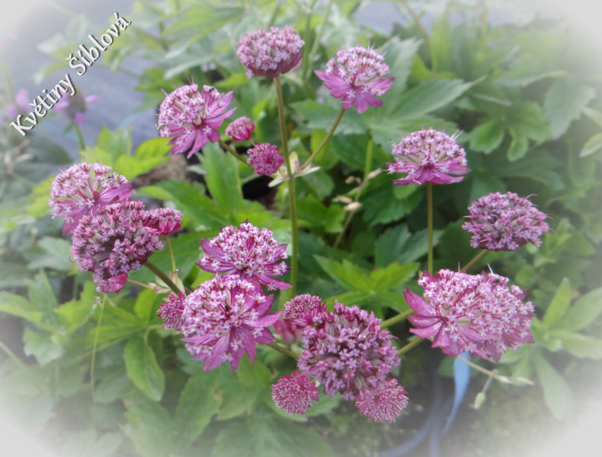 Astrantia Major-Hybr. 'Rosensinfonie'