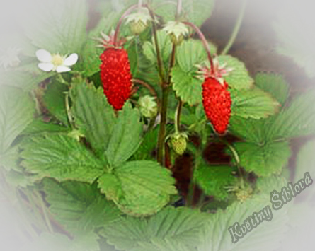 Fragaria vesca semperflorens 'Rujana'