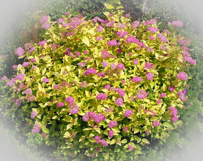 Spiraea japonica 'Golden Princess'