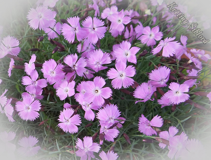 Dianthus nivalis