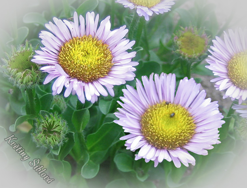 Erigeron glaucus