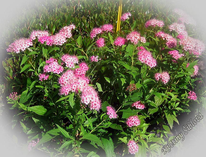 Spiraea japonica 'Shirobana'