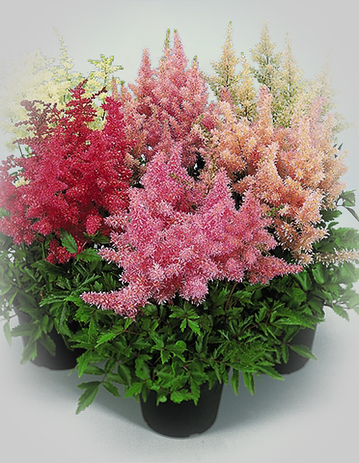 Astilbe arendsii 'Showstar'