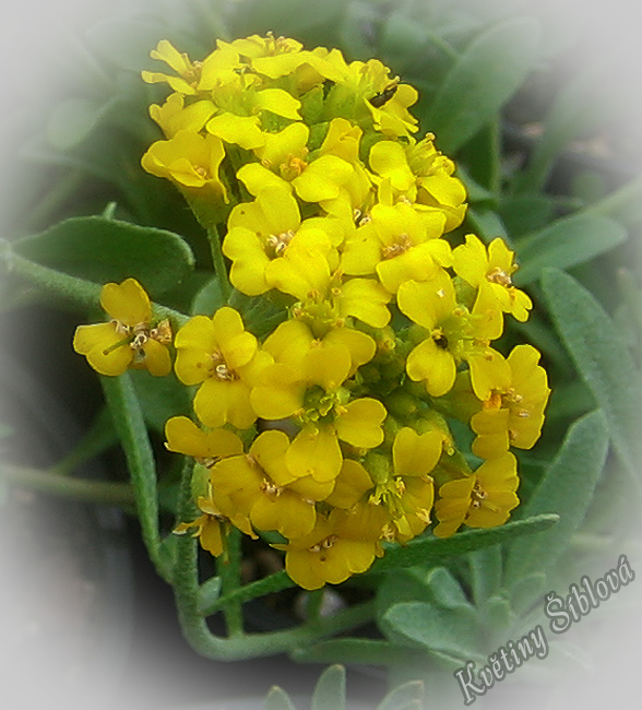 Alyssum oschtenicum