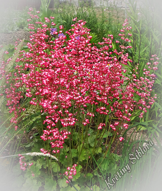 Heuchera x pruhoniciana