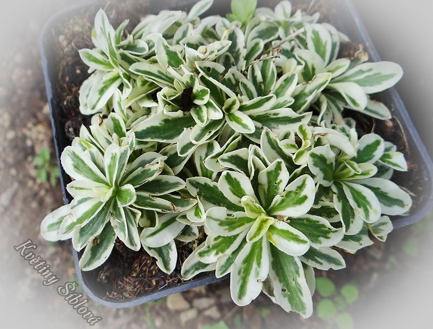 Arabis procurrens 'Variegata'