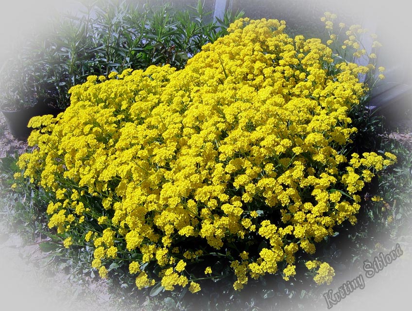 Alyssum saxatile
