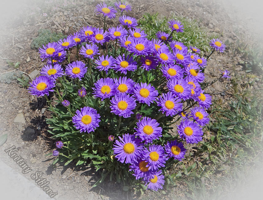 Aster alpinus 'Dunkle Schöne'