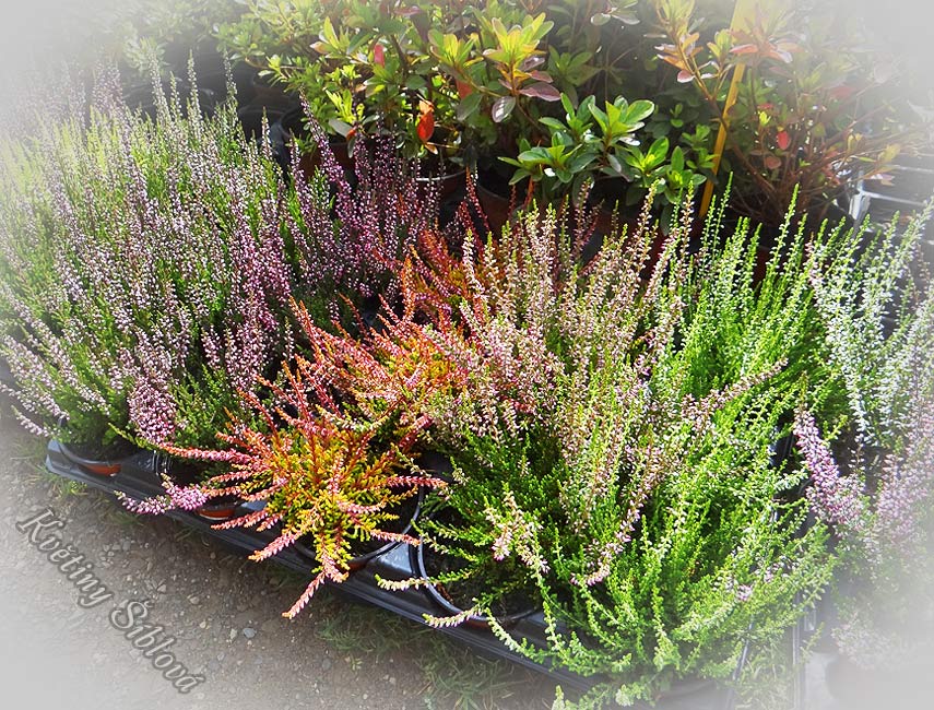 Calluna vulgaris mix - K 10