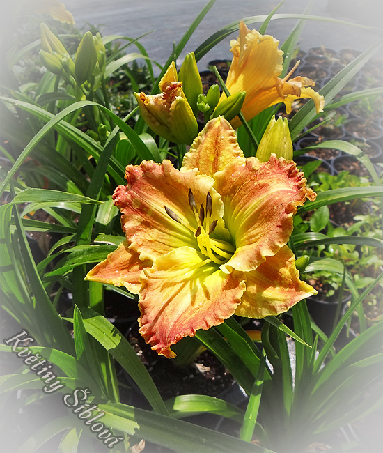 Hemerocallis 'Matt'