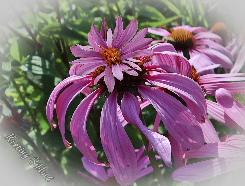 Echinacea purpurea 'Doubledecker'