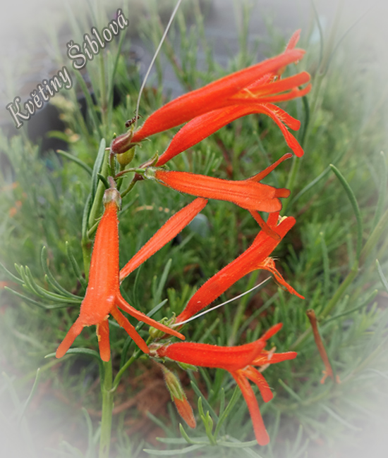Penstemon pinifolius