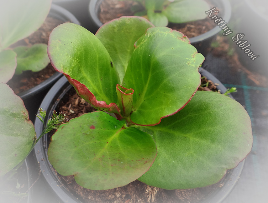 Bergenia cordifolia 'Winterglut'