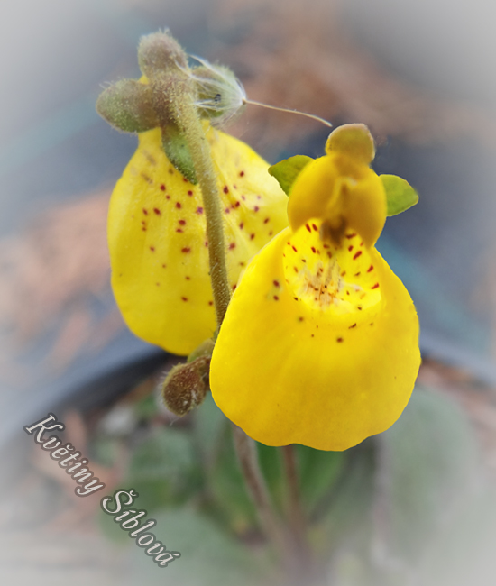 Calceolaria biflora 'Goldcap'