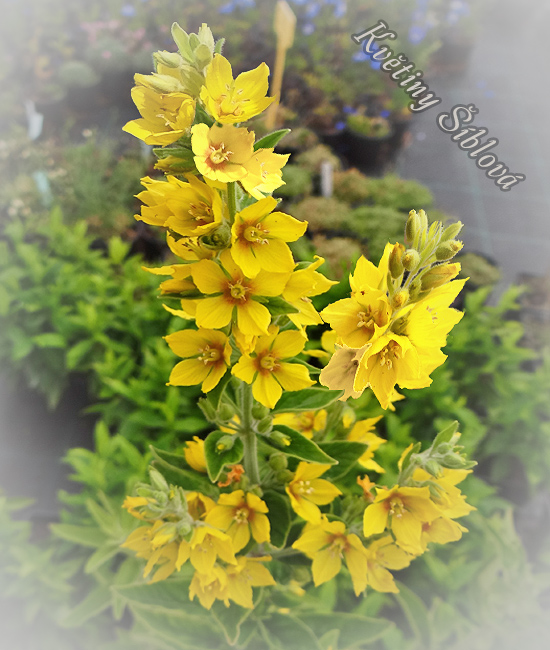 Lysimachia punctata
