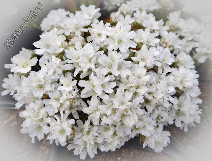 Armeria juniperifolia 'Alba'