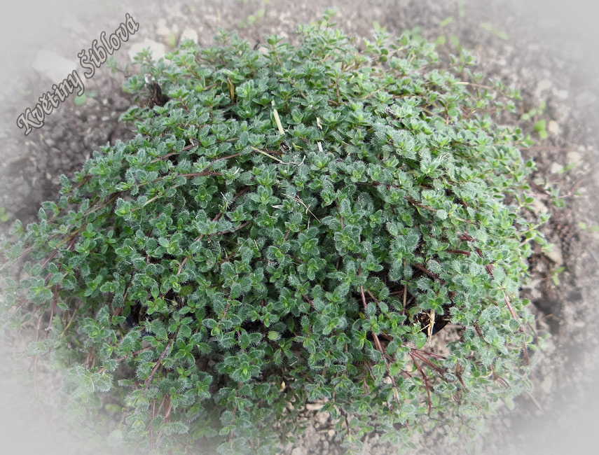 Thymus pseudolanuginosus