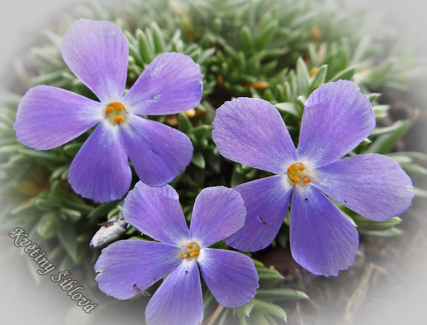 Phlox kelseyi
